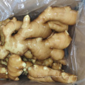 China fresh ginger root for sale